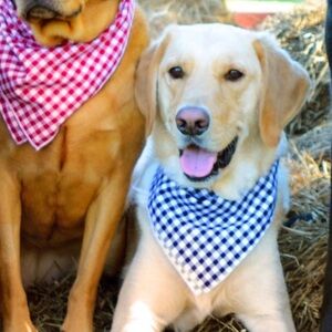 Lucy and Co. Kennedy Dog Bandana